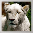 Suche nach weißer löwe poster Wild