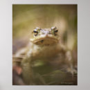Suche nach kröten poster Wildtiere