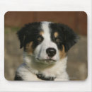 Suche nach woche mousepads Collie grenze
