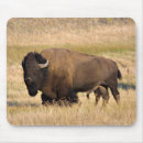 Suche nach bison mousepads Yellowstone nationalpark