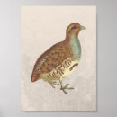 Suche nach rebhuhn poster Natur