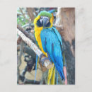 Suche nach blauer papagei postkarten Tiere