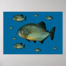 Suche nach piranha poster Ozean