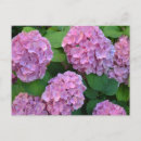 Suche nach vintages blumen postkarten Hydrangea