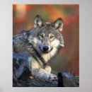 Suche nach bedrohte tiere poster Wolf