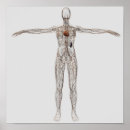 Suche nach arme ausgestreckt poster Anatomie
