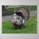 Suche nach türkei poster Vogelvogel