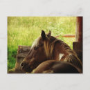 Suche nach pinto postkarten Pony