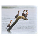 Suche nach kormoran poster Vögel