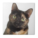 Suche nach katzen fliesen Felines