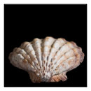 Suche nach stillleben kunst poster Fotografie