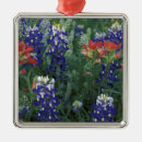 Suche nach lupinen ornamente Blaue lupine