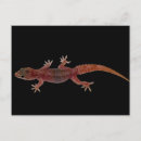 Suche nach gecko postkarten Tropisch