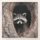 Suche nach waschbär untersetzer Wald