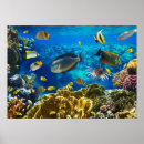 Suche nach tropical fish poster Blue