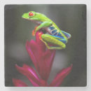 Suche nach costa rica untersetzer Frosch