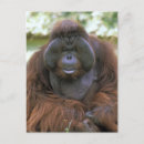 Suche nach pongo poster Primat