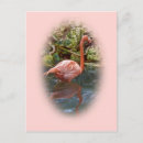Suche nach rosa flamingo postkarten Natur