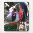 Suche nach schwein mousepads Vieh