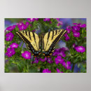 Suche nach ringelblume poster Orange