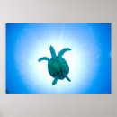 Suche nach meeresschildkröte poster Reptilien