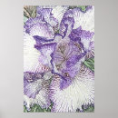 Suche nach schwertlilie poster Mit blumen