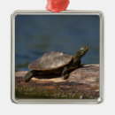 Suche nach schildkröte ornamente Reptil