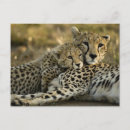 Suche nach acinonyx jubatus postkarten Fleischfresser