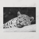 Suche nach weißer leopard postkarten Niedlich