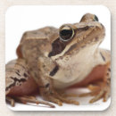 Suche nach amphibie untersetzer Tier