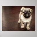 Suche nach süßer mops poster Hund