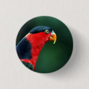 Suche nach fotografie buttons Vogelvogel