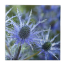 Suche nach holly fliesen Blume
