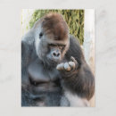 Suche nach lustiger gorilla postkarten Wild