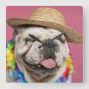 Suche nach englische bulldogge poster Nahaufnahme
