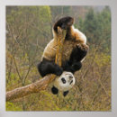 Suche nach altes tier poster Panda