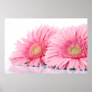 Suche nach gerbera poster Griechen