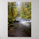 Suche nach tannen poster Wald