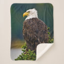 Suche nach weißkopfseeadler decken Wald
