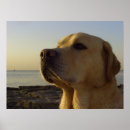 Suche nach es ist ein junge poster Hunde