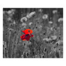 Suche nach weiße mohnblumen poster Rot