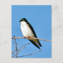 Suche nach swallow poster Tiere