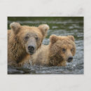 Suche nach tierfamilie postkarten Wild lebende tiere