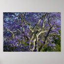 Suche nach jacaranda poster Tourismus