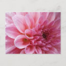Suche nach chrysantheme postkarten Mama