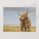 Suche nach cowen postkarten Wild