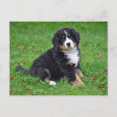 Suche nach bunter hund postkarten Welpe