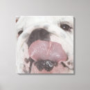 Suche nach tierzunge poster Tierkopf