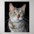Suche nach bengalische poster Kätzchen