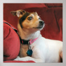 Suche nach jack russell poster Kaninchen